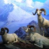 Dall-Sheep