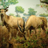 Eland