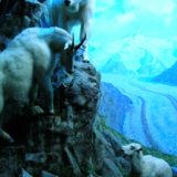 Mountain-Goat