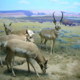 Pronghorn-Antilocapra